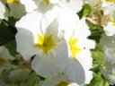 Fleur blanche à Giverny