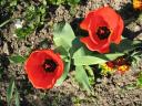 Les coquelicots de Claude Monet